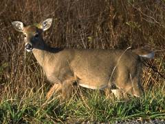 cabin rentals vacation rentals ludington michigan